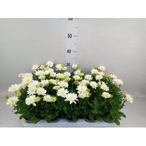 Osteospermum  '3D White'