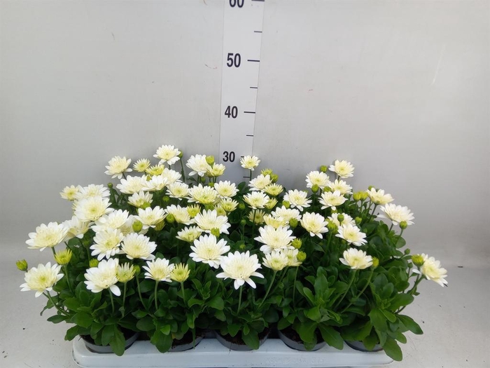 <h4>Osteospermum '3D White'</h4>