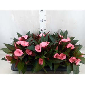 Impatiens NG 'Tamarinda Pink'