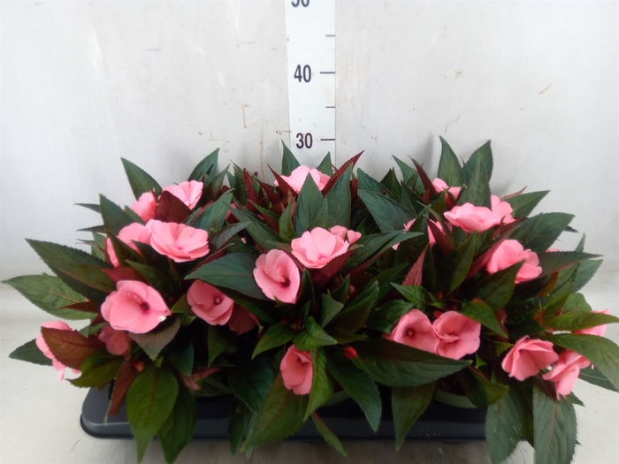 <h4>Impatiens NG 'Tamarinda Pink'</h4>