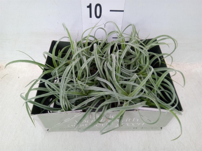 <h4>Tillandsia</h4>
