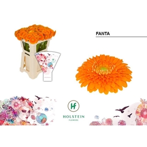 GERMINI POMPONI FANTA GE MB GERPONI