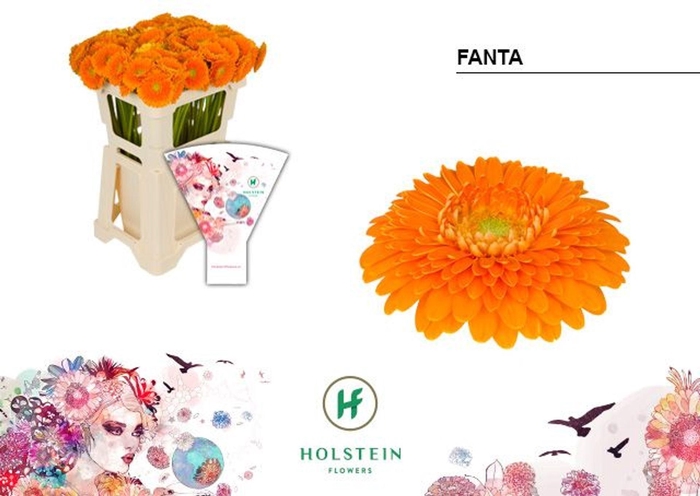 <h4>GERMINI POMPONI FANTA GE MB GERPONI</h4>