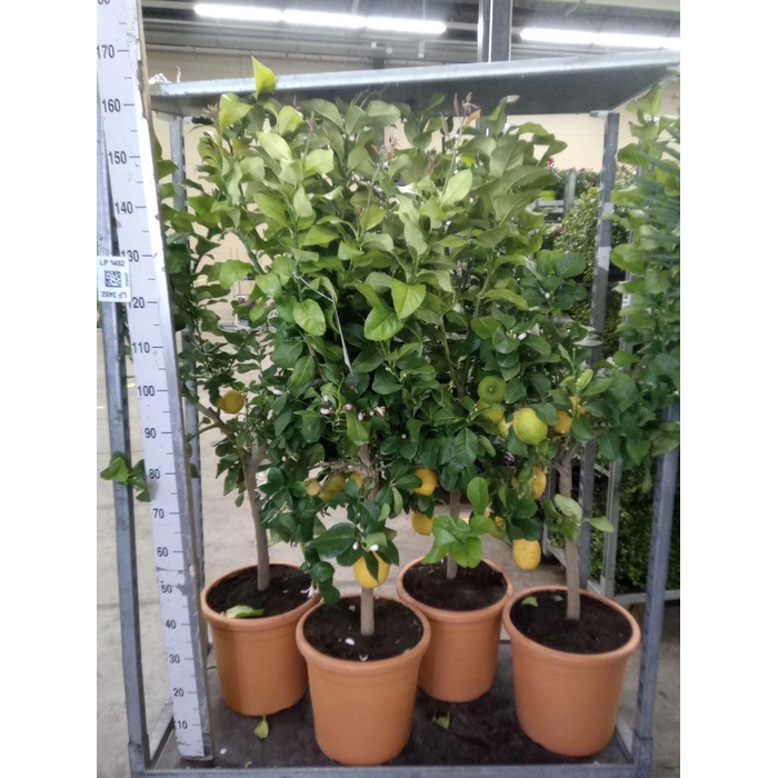 <h4>Citrus   ...</h4>