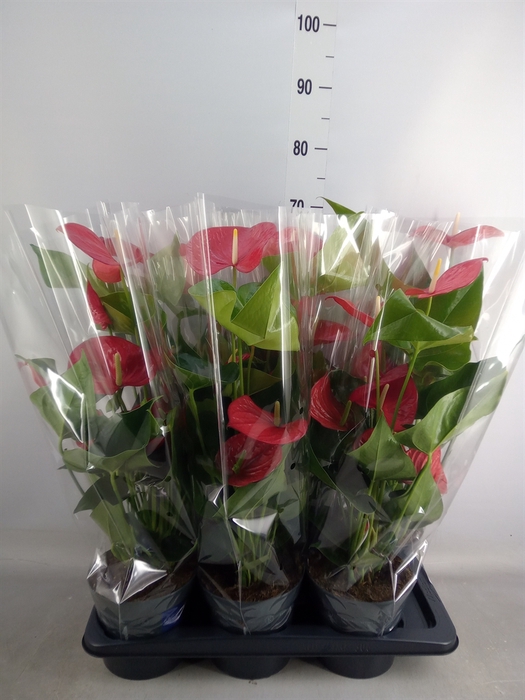 <h4>Anthurium andr. 'Karma Red'</h4>