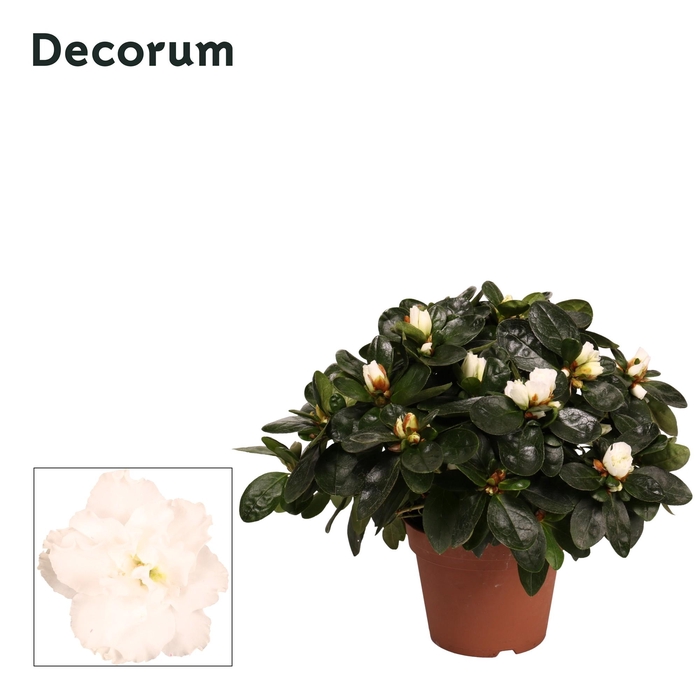 <h4>Azalea White P12</h4>
