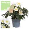 Helleborus n. Christmas Carol 12cm (L) Feel Green Decorum nature