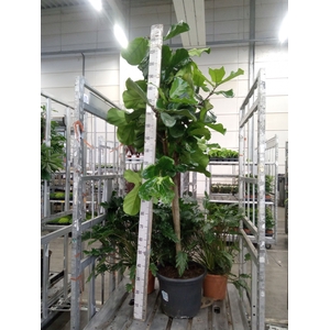 Ficus lyrata