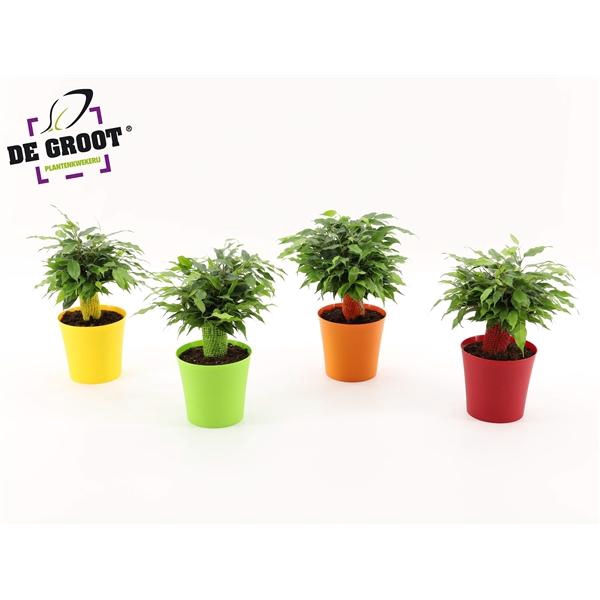 <h4>Ficus benjamina 'Green Kinky'</h4>