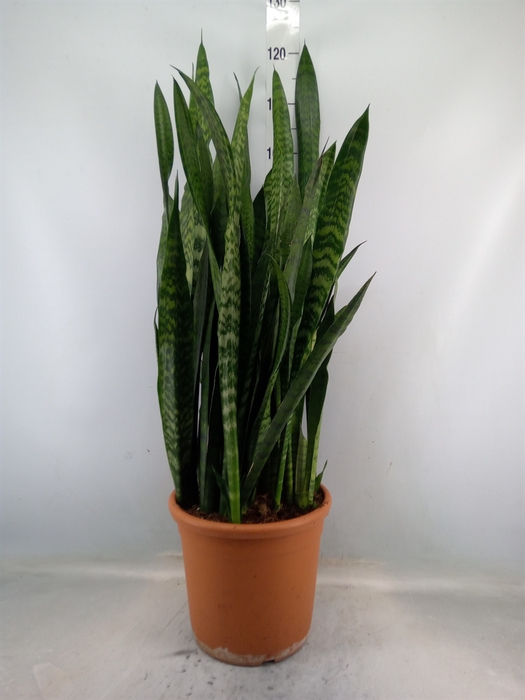 <h4>Sansevieria zeylanica</h4>