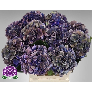 HYDR M ROYAL KING CL