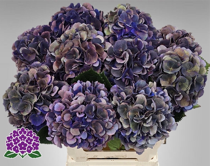 <h4>HYDR M ROYAL KING CL</h4>