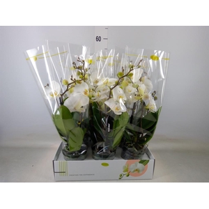 Phalaenopsis   ...white