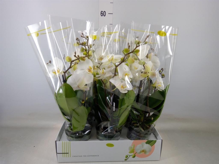 <h4>Phalaenopsis   ...white</h4>