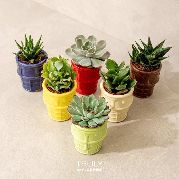 <h4>TRULY Succulent, ice cream</h4>