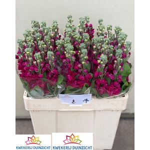 MATTH CENTUM RED