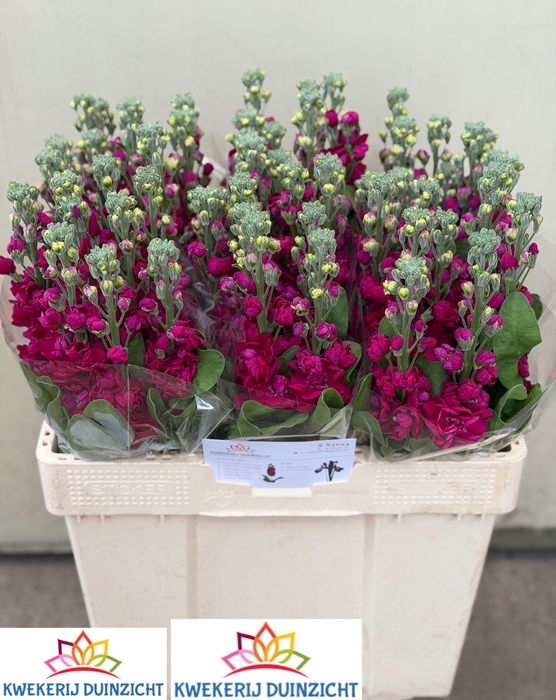 <h4>MATTH CENTUM RED</h4>