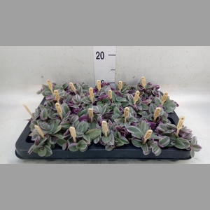 Tradescantia cerinth. 'Sweetness'