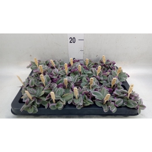 Tradescantia cerinth. 'Sweetness'