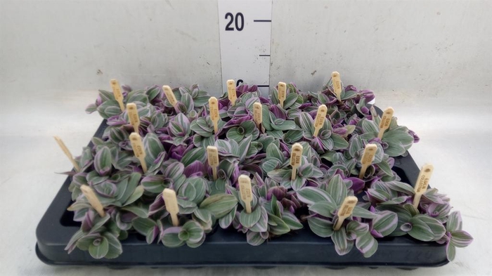 <h4>Tradescantia cerinth. 'Sweetness'</h4>