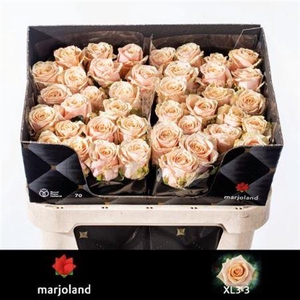 Rosa a grande fleur Bellini!