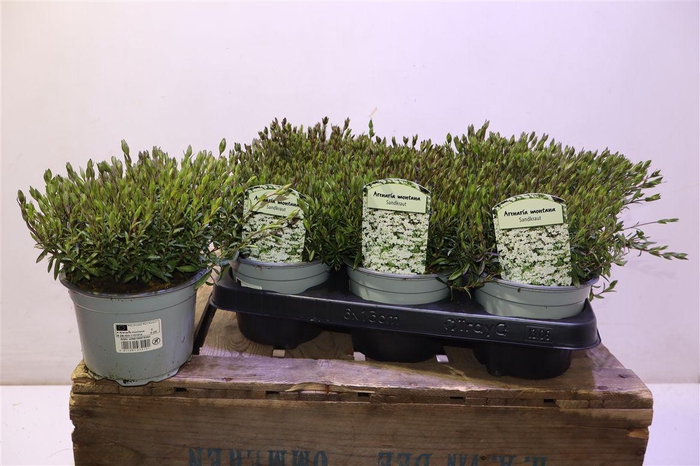 <h4>Aren Montana</h4>