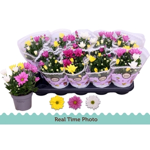 CHRYS GEM IN POT