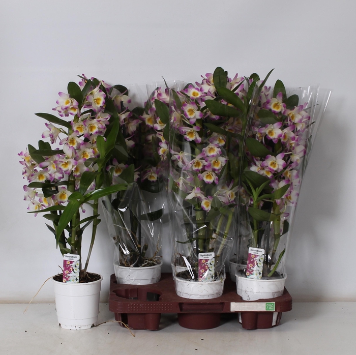 <h4>DENDR N BRIGHT EYES</h4>