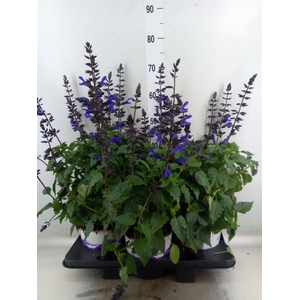 Salvia  'Salgoon Lake Blueberry'