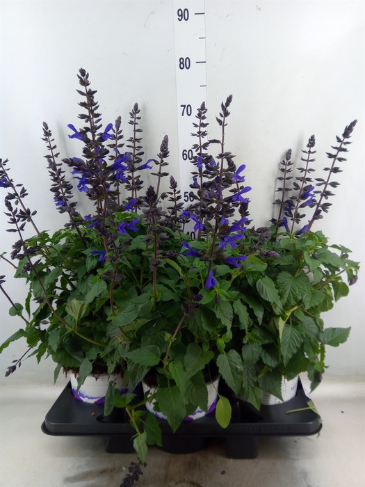 <h4>Salvia  'Salgoon Lake Blueberry'</h4>
