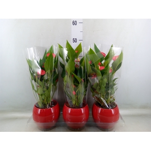 Anthurium andr. 'Mill Flowers Red'