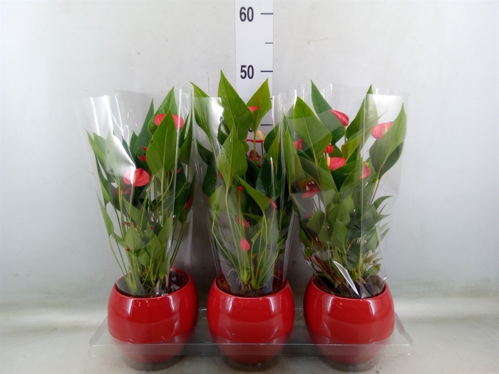 <h4>Anthurium andr. 'Mill Flowers Red'</h4>