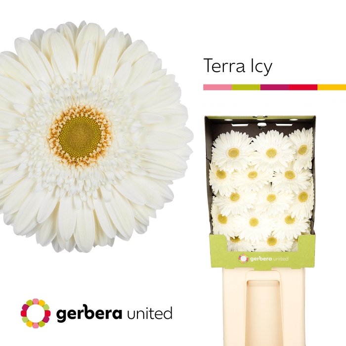 <h4>Gerbera Terra Icy Diamond</h4>