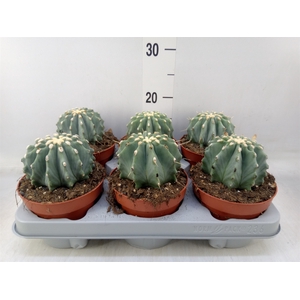 Ferocactus glaucescens