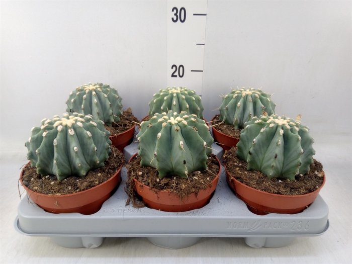 <h4>Ferocactus glaucescens</h4>