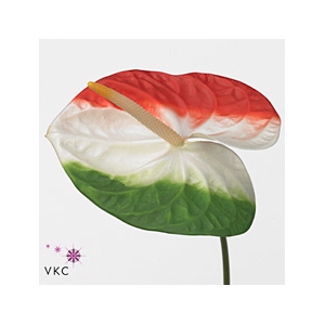 Anthurium 'acropolis' Kleurbehandeld Italian Flag