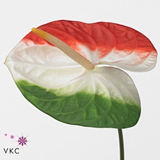 <h4>Anthurium 'acropolis' Kleurbehandeld Italian Flag</h4>