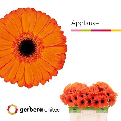 Gerbera applause