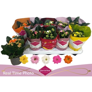 Kal Ge Perf Gem 5 Kl