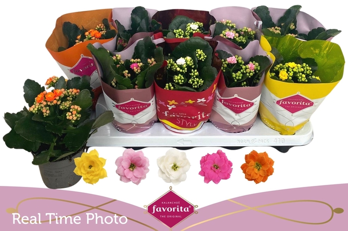 <h4>KAL GE PERF GEM 5 KL</h4>