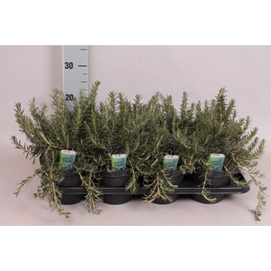 Kruiden I Rosmarinus prostratus (Kruip rozemarijn)