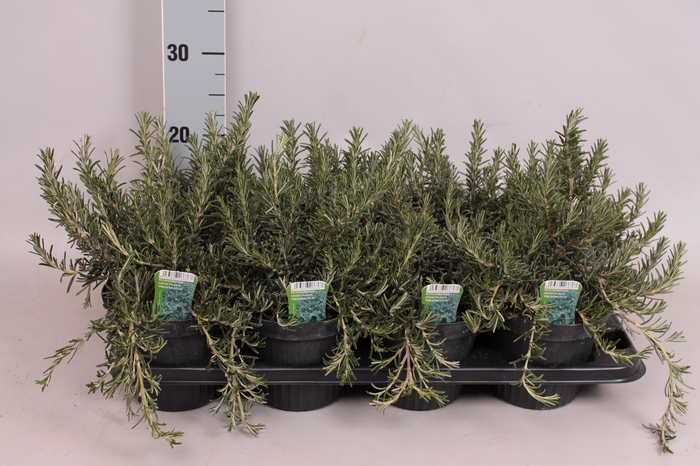 <h4>Kruiden I Rosmarinus prostratus (Kruip rozemarijn)</h4>