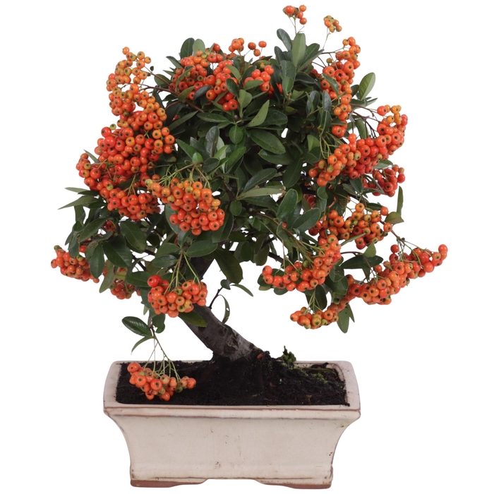 <h4>Bonsai Outdoor Deluxe Pyracantha coccinea ø20cm</h4>