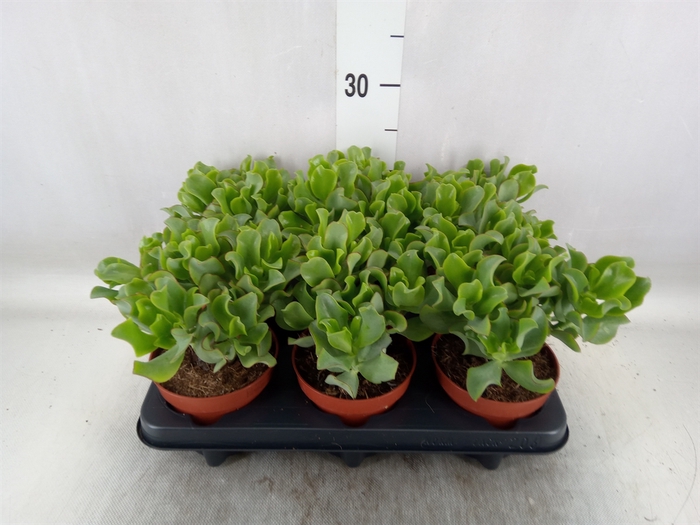 <h4>Crassula arborescens 'Curly Green'</h4>