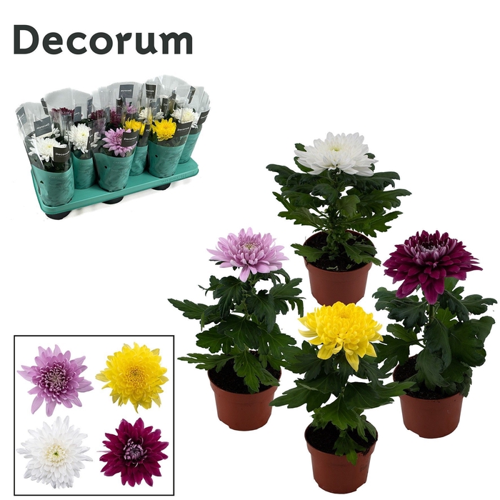 <h4>Decorum Chrysanne Supernova mix 1pp</h4>