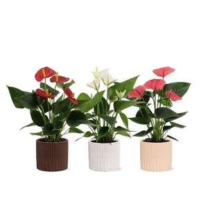 Anthurium 12 cm 3 color mix in Lou ceramics