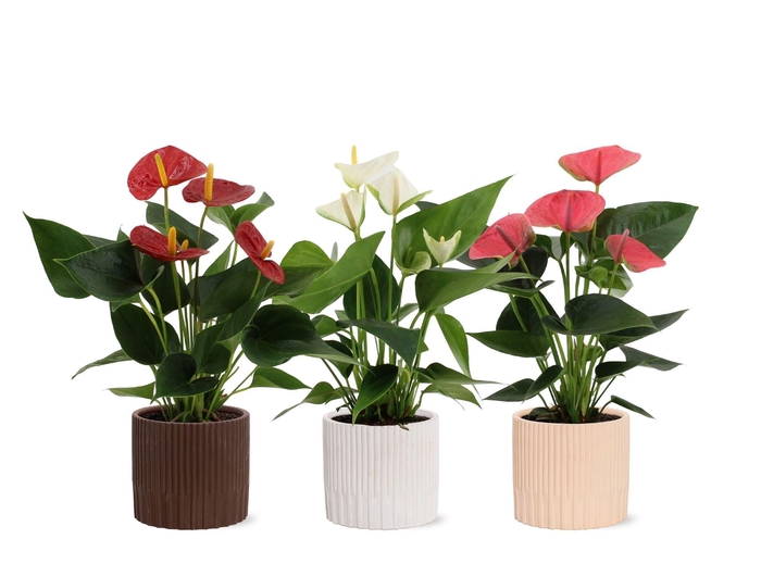 <h4>Anthurium 12 cm 3 color mix in Lou ceramics</h4>