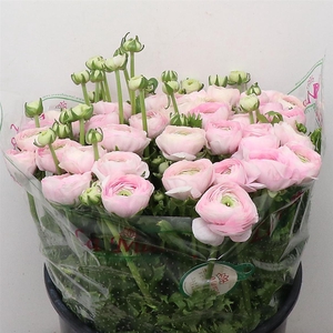 Ran Su Sr Confetto Super