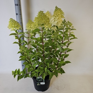 HYDR PANICULATA