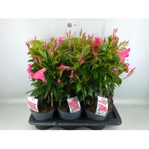 Mandevilla am. 'Diaman Opal Fuch F'